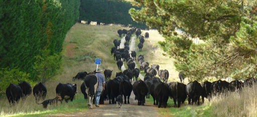 The best in Angus genetics