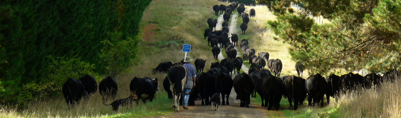 Angus Beef Stud