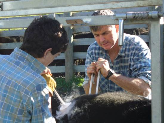 Ash and Rick branding calves