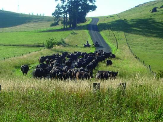Taking the cattle down the road