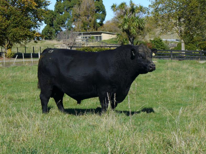 Reference sire Red Oak NZ14/08